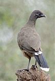 Plain Chachalaca