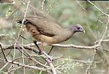 Plain Chachalaca