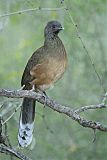 Plain Chachalaca