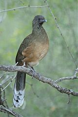 Plain Chachalaca