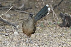 Plain Chachalaca