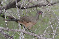 Plain Chachalaca