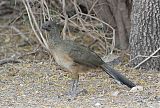 Plain Chachalaca