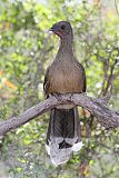 Plain Chachalaca