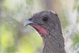 Plain Chachalaca