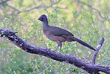 Plain Chachalaca