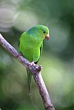 Plain Parakeetborder=