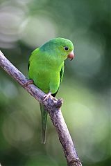 Plain Parakeet