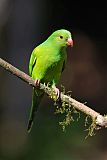 Plain Parakeetborder=