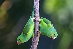 Plain Parakeet