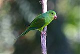 Plain Parakeetborder=