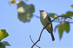 Planalto Tyrannulet