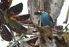 Plate-billed Mountain-Toucan