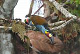 Plate-billed Mountain-Toucan