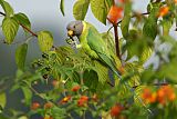 Plum-headed Parakeetborder=