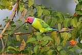 Plum-headed Parakeetborder=