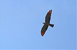 Plumbeous Kite