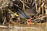 Plumbeous Rail