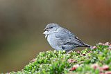 Plumbeous Sierra-Finch