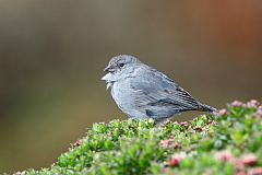 Plumbeous Sierra Finch
