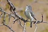 Plumbeous Vireo