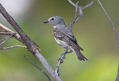 Plumbeous Vireo