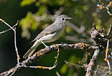 Plumbeous Vireo