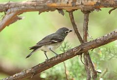 Plumbeous Vireo