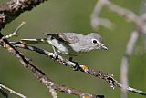 Plumbeous Vireo