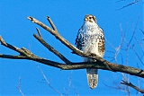 Prairie Falconborder=