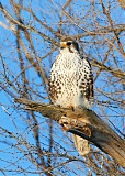 Prairie Falconborder=