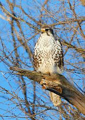 Prairie Falcon