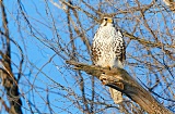 Prairie Falcon