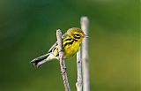 Prairie Warbler