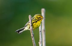 Prairie Warbler