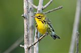 Prairie Warbler