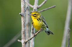 Prairie Warbler