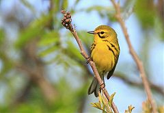 Prairie Warbler