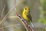 Prairie Warbler