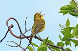 Prairie Warbler