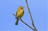 Prairie Warbler