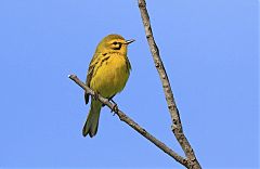 Prairie Warbler