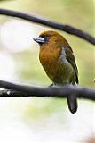 Prong-billed Barbet