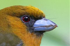 Prong-billed Barbet