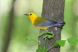 Prothonotary Warbler