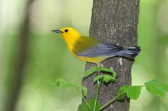 Prothonotary Warbler