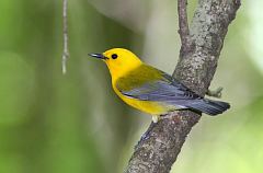 Prothonotary Warbler