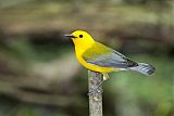 Prothonotary Warbler