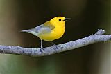 Prothonotary Warbler