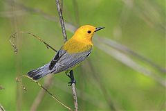 Prothonotary Warbler